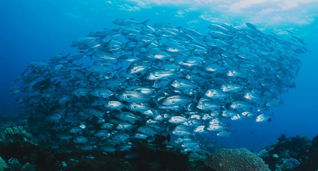 Dead Fish Go with the Flow